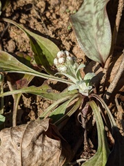 Antennaria plantaginifolia