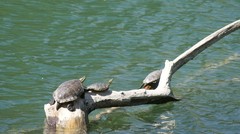 Trachemys hartwegi