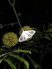 Palpita flegia