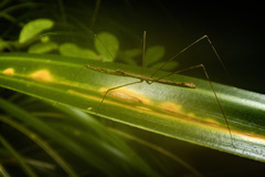 Ploiaria antipodum