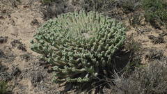 Euphorbia esculenta