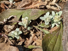 Antennaria plantaginifolia