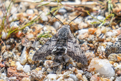 Euproserpinus phaeton