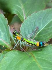 Paramastax rosenbergi