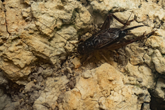 Lepidogryllus parvulus