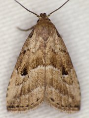 Hypenodes