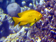 Pomacentrus sulfureus