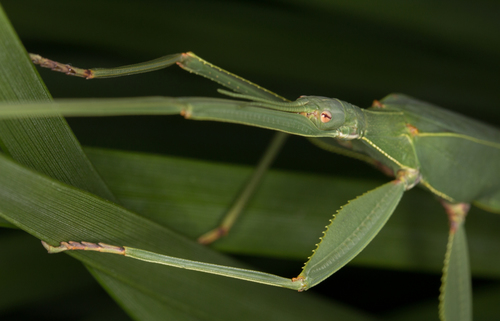 Children’s Stick Insect photo 3