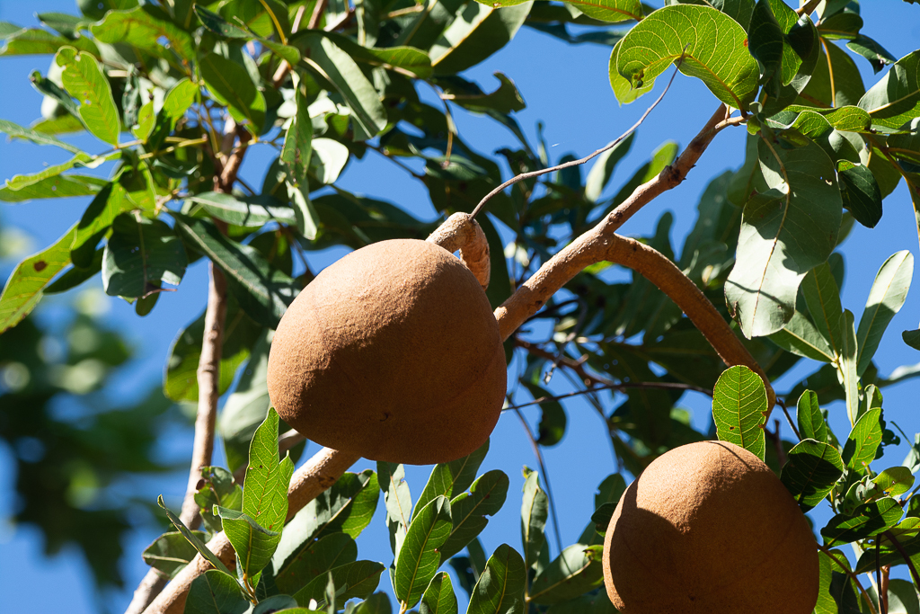Magonia pubescens