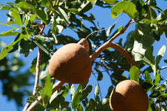 Magonia pubescens