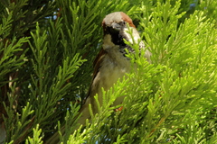 Passer domesticus