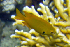 Pomacentrus sulfureus