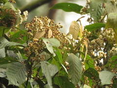 Nectandra acutifolia