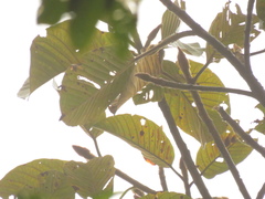 Ficus cuatrecasasiana