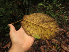 Ficus cuatrecasasiana