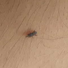Sitophilus zeamais