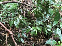 Cinnamomum subavenium