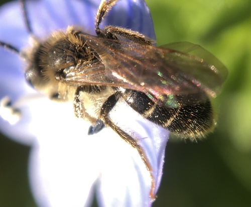 Miserable Mining Bee photo 4