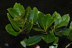 Castanopsis