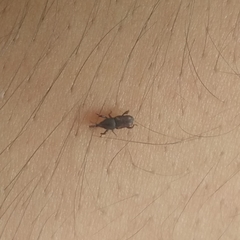 Sitophilus zeamais