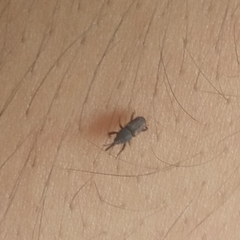 Sitophilus zeamais