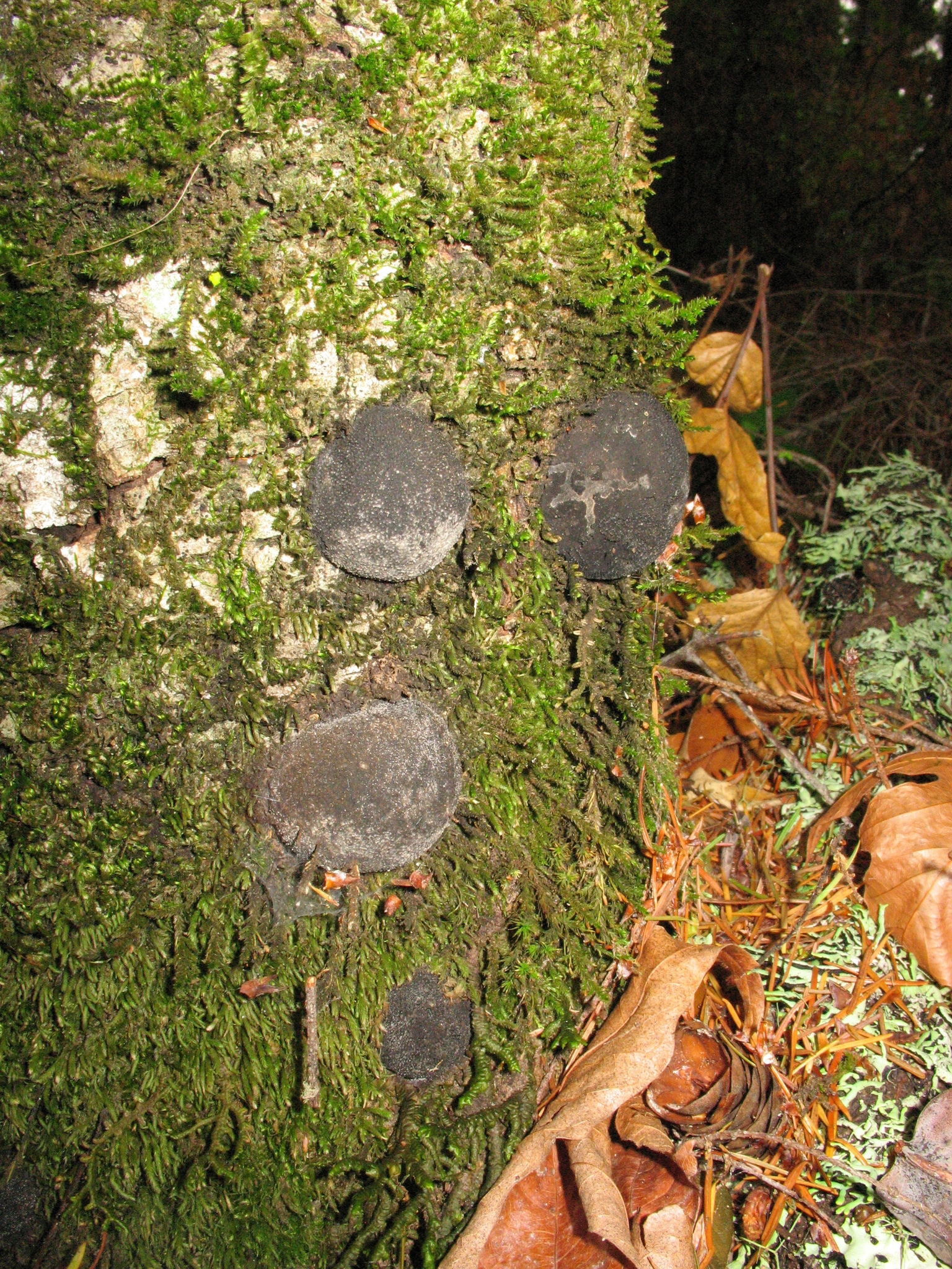 Annulohypoxylon thouarsianum image