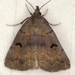 Phalaenostola hanhami