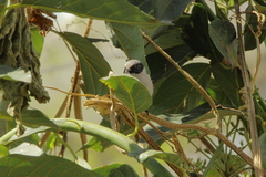 Psaltriparus minimus