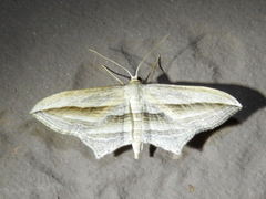 Arcobara multilineata