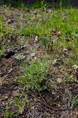 Lomatium hooveri