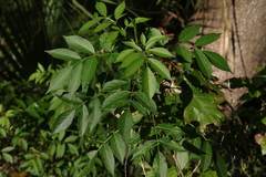 Sambucus canadensis image