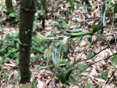 Phyllostachys bambusoides