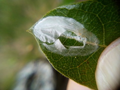 Conopomorpha cyanospila