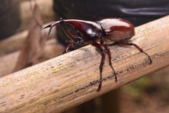 Xylotrupes gideon gideon