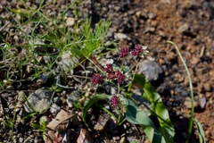 Lomatium hooveri