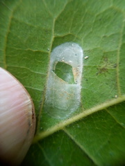 Conopomorpha cyanospila