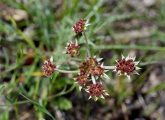 Lomatium hooveri