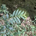 Eurya strigillosa - Photo (c) Cheng-Tao Lin,  זכויות יוצרים חלקיות (CC BY), הועלה על ידי Cheng-Tao Lin
