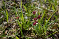 Lomatium hooveri