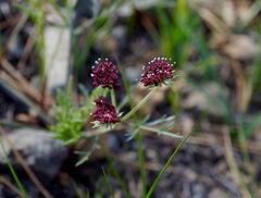 Lomatium hooveri