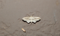 Arcobara multilineata