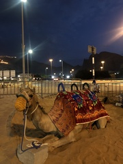 Camelus dromedarius