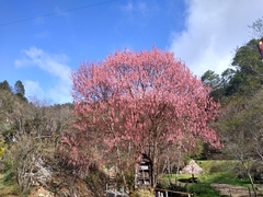 Acer negundo mexicanum