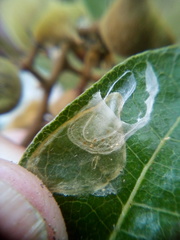 Conopomorpha cyanospila