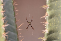 Argiope reinwardti