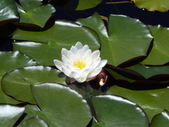 Nymphaea nouchali caerulea