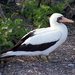 Nazca Booby - Photo (c) Len Blumin, some rights reserved (CC BY-NC-ND)
