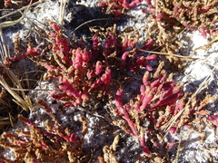 Salicornia rubra