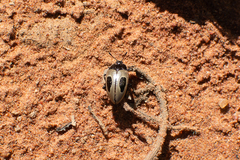 Iphiclus bilineatus