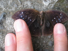 Dichorragia nesimachus formosanus